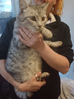 Britská whiskas - 2