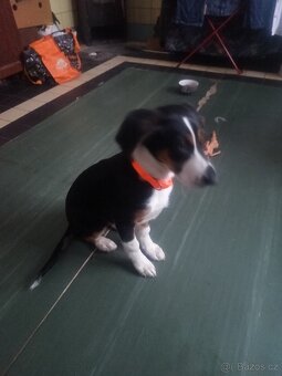 Daruji 3mesicni štěně - 2