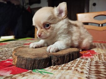 Čivava dlouhosrstá - 2