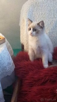 Koťátka Ragdoll s PP - 2