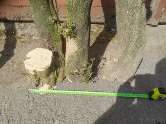 Zimostráz - Buxus kmínky - 2