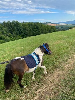 Obřišník mini pony/ mini shetty - 2