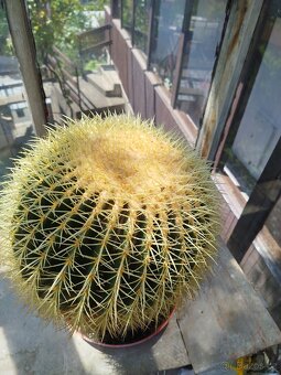 Echinocactus - 2