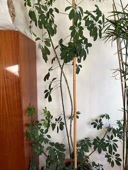 Šeflera - 2