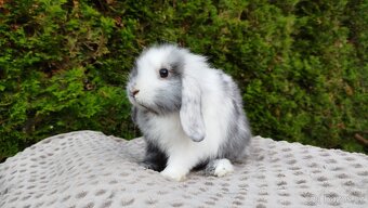 Zakrslý beránek, králíček, králík - MARIUS - 2
