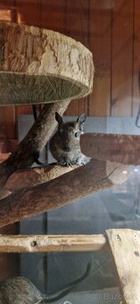 Osmák degu - 2