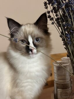 Ragdoll koťata s PP - 2