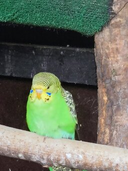 Andulka vlnkovaná. Přírodní čistý chov - 2