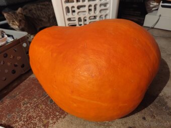 Prodej dýně Goliáš - 2