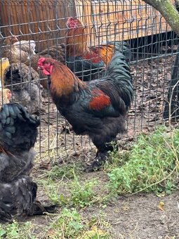 Kohout brahmanky - 2