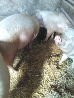 Vykrmene prase,domácí chov. - 2