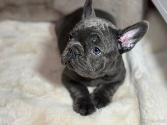 Francouzsky buldoček modrý - 2