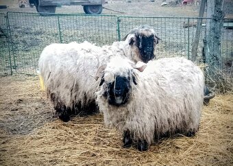 Ovce walliserska - 2