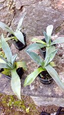 agave - 2
