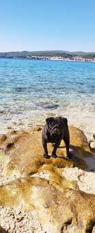 Mops - 2
