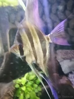 5 altumu - 2