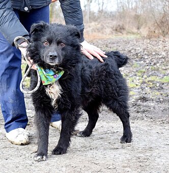 TICEAS K ADOPCI- 3 ROKY,TULÍCÍ ČERTÍK,HODNÝ,KLIDNÝ - 2