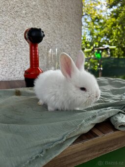 Vídeňský bílý kralik - 2