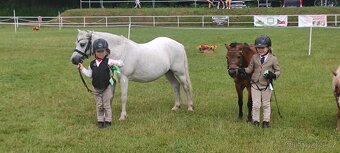 Prodej pony s TOP povahou - 2
