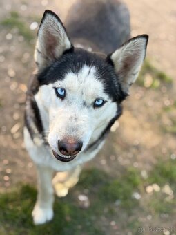 Sibiřský husky - 2