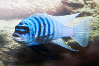 Metriaclima fainzilberi Maison Reef - 2