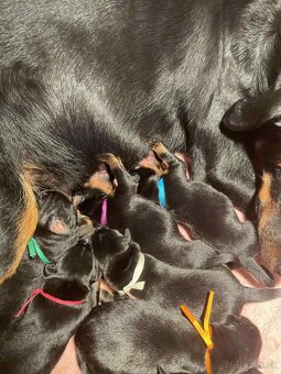 Beauceron - francouzský ovčák - 2