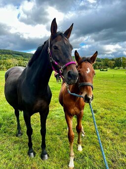 Krásná kobylka do chovu - 2