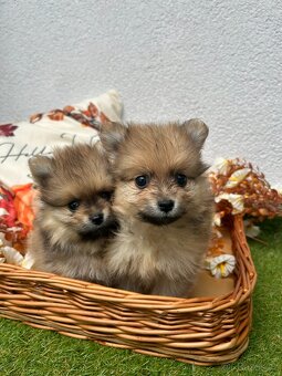 Štěňátka - Pomeranian - 2