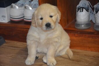 Zlatý retrívr - holčičky - 2