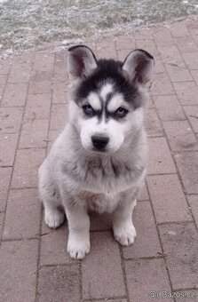 Sibiřský husky - 2