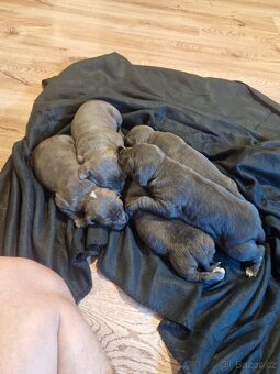 Americký staford (AST) – Blue - 2