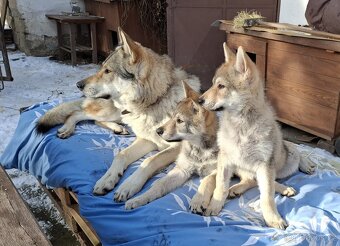 Československý vlčák s PP, fenka - 2