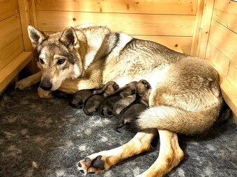 Československý vlčák s PP - 2