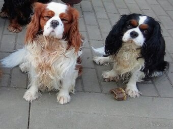 Kavalír king charles Španěl ke krytí - 2