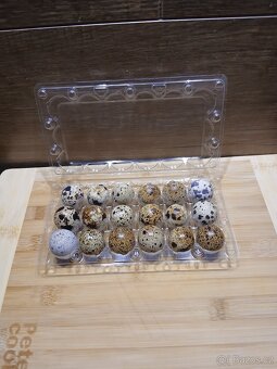 Křepelky, křepelka - 2