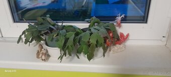 Vánoční kaktusy - 2