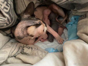 Kanadsky sphynx - 2