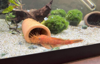 Ancistrus sp. super red - 2