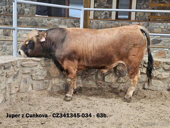 Plemenní býci Aubrac - II.turnus 2025 - 2