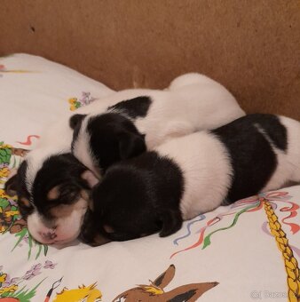 Štěňata Jack Russell - 2