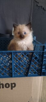 Koťata Ragdoll - 2
