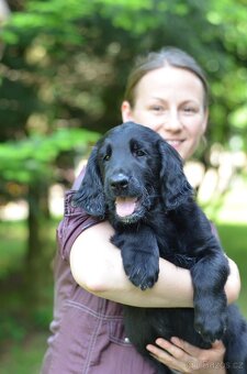 Flat coated retriever - 2 psi a 1 fenka s PP - 2