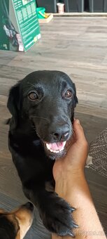 Jezevčík x Labrador - 2