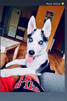 Husky - 2