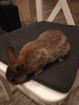 Zakrslí králíčci - 2