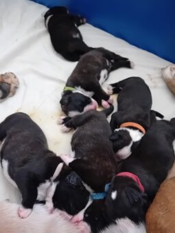 Štěňata německého boxera - 2