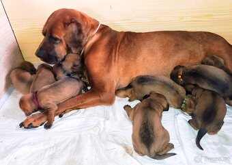 TOSA INU s PP (FCI) - 2