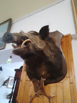 Vycpanina divočáka - 2