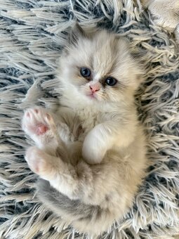 Perská činčila - 2