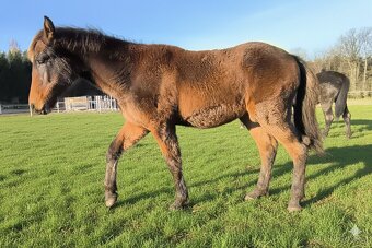 Letošní klisnička CS - 2